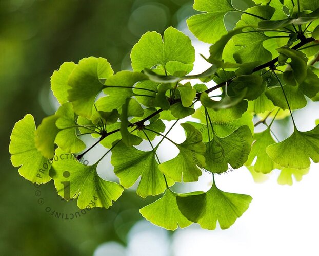 Ginkgo biloba