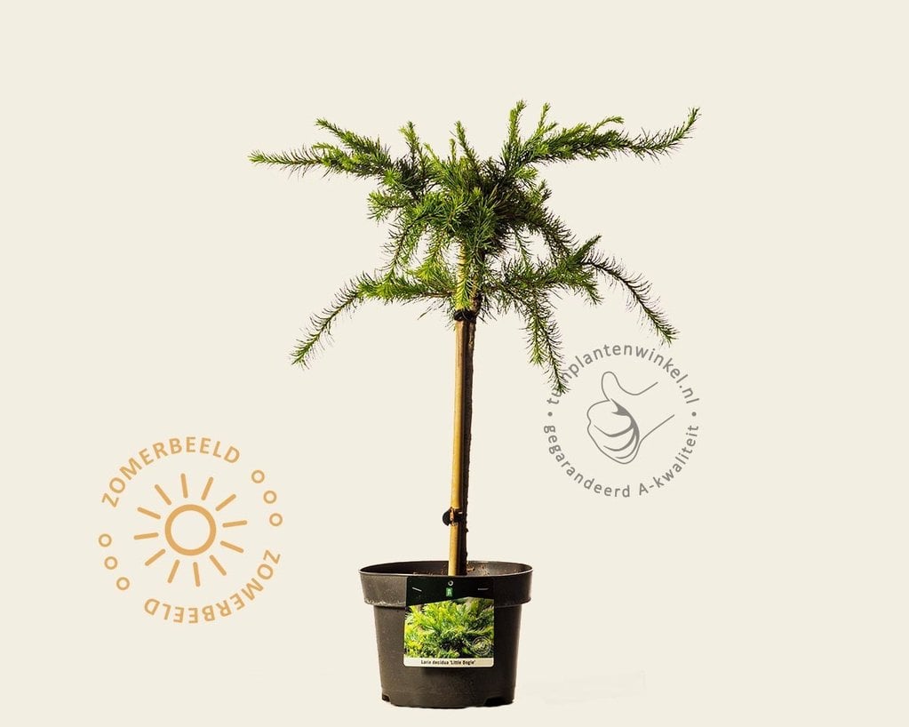 Larix decidua 'Little Bogle' - 40 cm stam