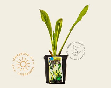 Lysichiton camtschatcensis