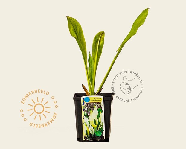 Lysichiton camtschatcensis
