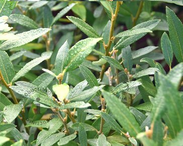 Salix helvetica