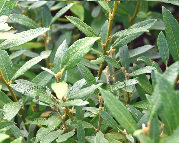 Salix helvetica