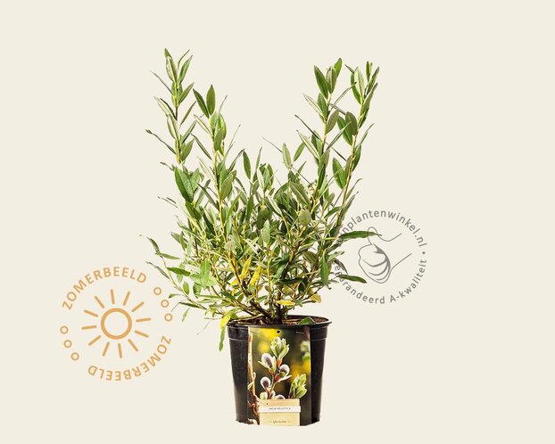 Salix helvetica