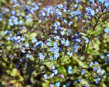 Brunnera macrophylla 'Looking glass'