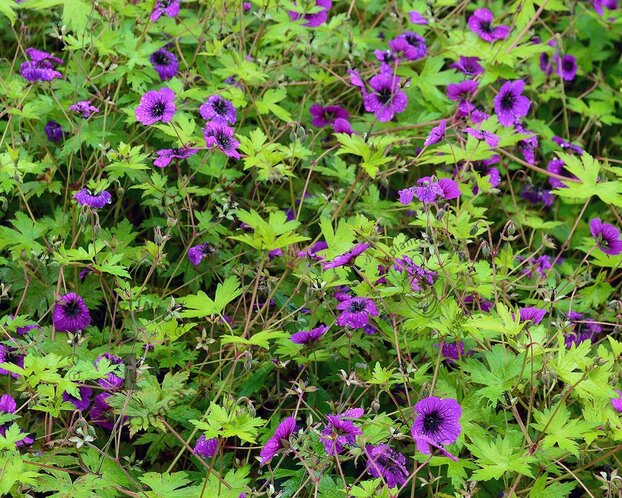 Geranium 'Ann Folkard'