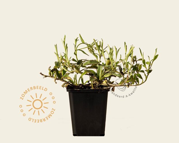 Anaphalis triplinervis