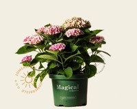 Hydrangea macrophylla 'Magical Revolution' - roze