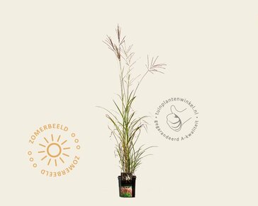 Miscanthus sinensis 'Red Chief'