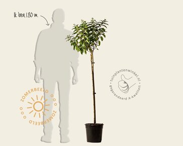 Hydrangea paniculata 'Little Lime' - op stam