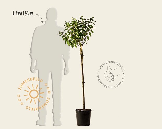 Hydrangea paniculata 'Little Lime' - op stam