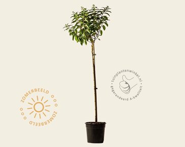 Hydrangea paniculata 'Little Lime' - op stam