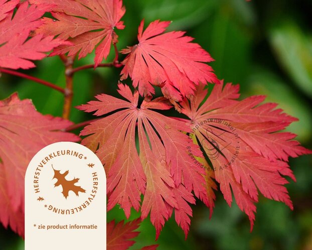 Acer japonicum 'Aconitifolium'