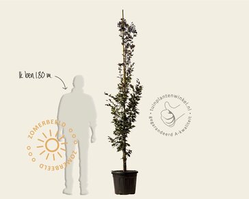 Fagus sylvatica 'Rohan Obelisk'
