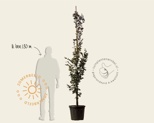 Fagus sylvatica 'Rohan Obelisk'