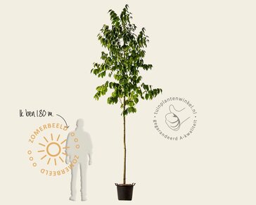 Diospyros lotus