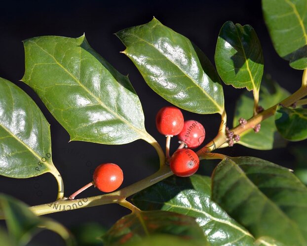 Ilex 'Nellie R. Stevens'