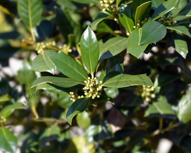Ilex 'Nellie R. Stevens'