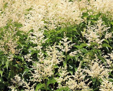 Ligustrum japonicum