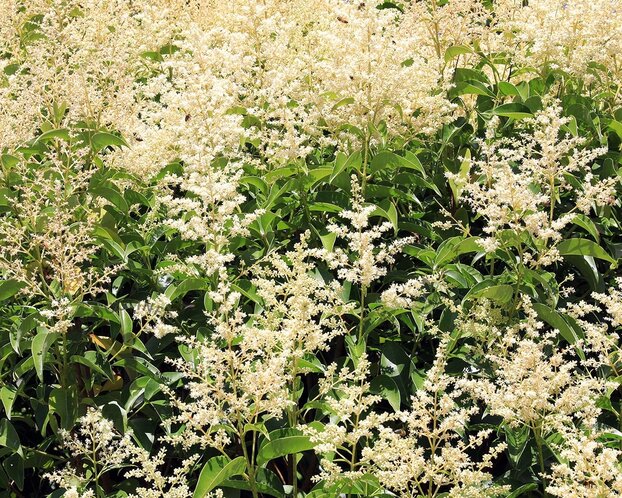Ligustrum japonicum