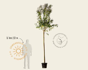 Ligustrum japonicum