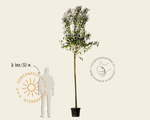Ligustrum japonicum