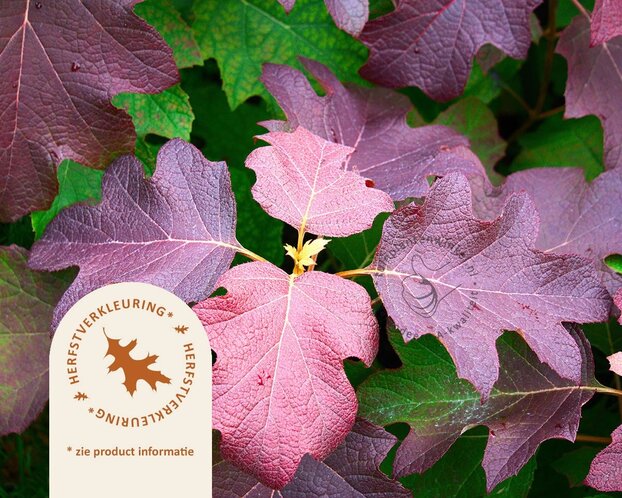 Hydrangea quercifolia 'Burgundy'