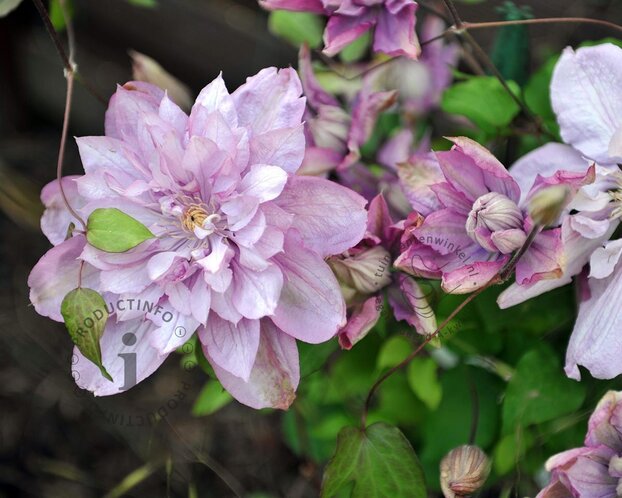 Clematis patens 'Multi Pink'