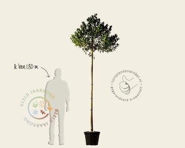 Ilex 'Nellie R. Stevens'