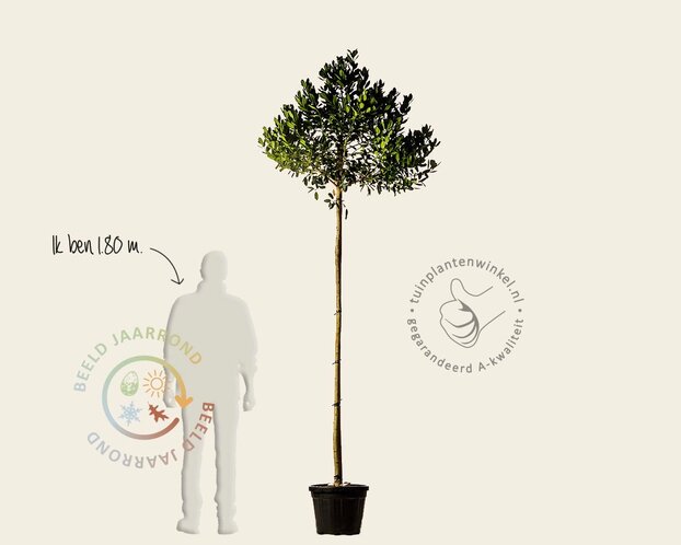 Ilex 'Nellie R. Stevens'
