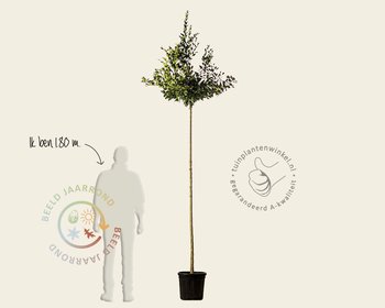 Ligustrum japonicum 'Texanum' - op stam