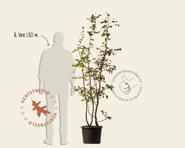 Carpinus betulus - meerstammig