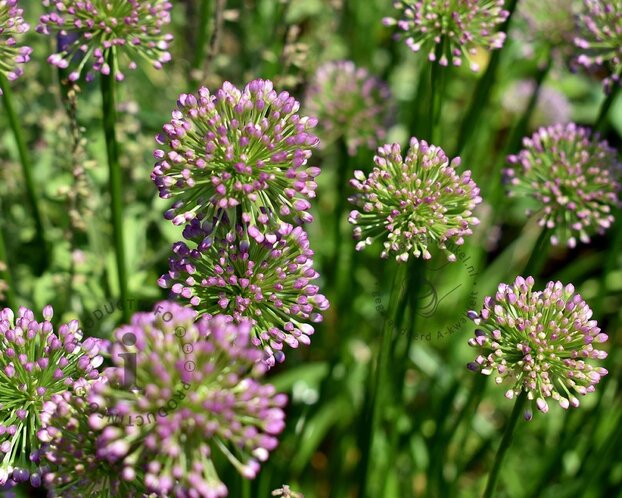 Allium 'Millenium'