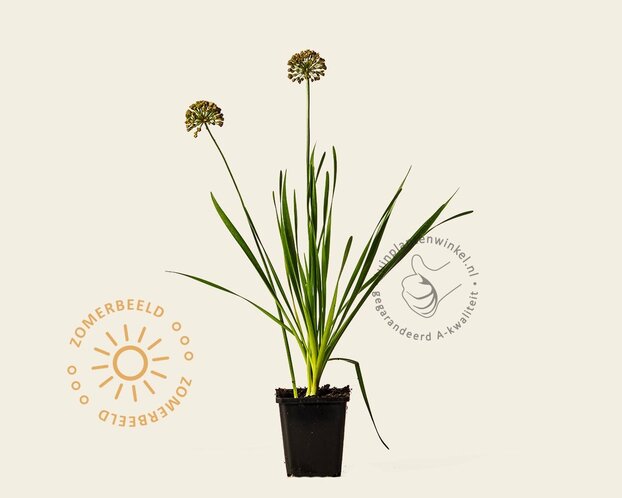 Allium 'Millenium'