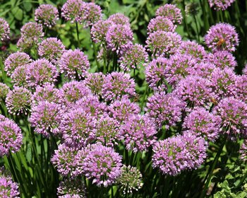 Allium 'Millenium'