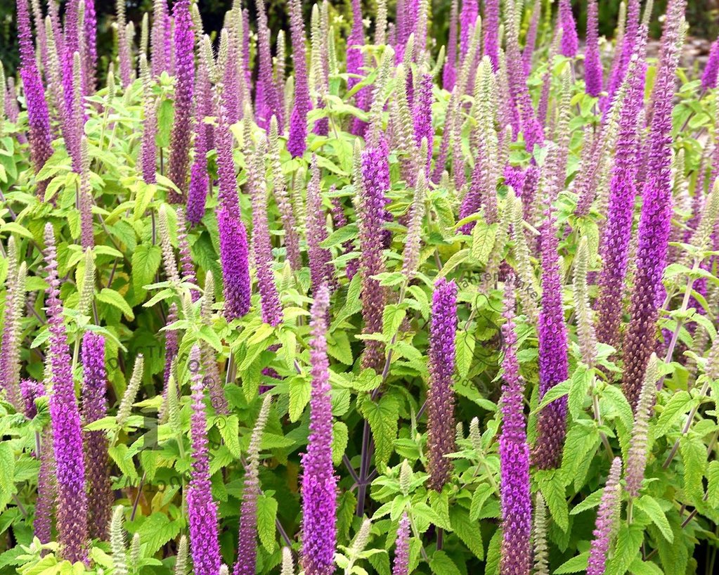 Teucrium hyrcanicum