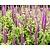 Teucrium hyrcanicum