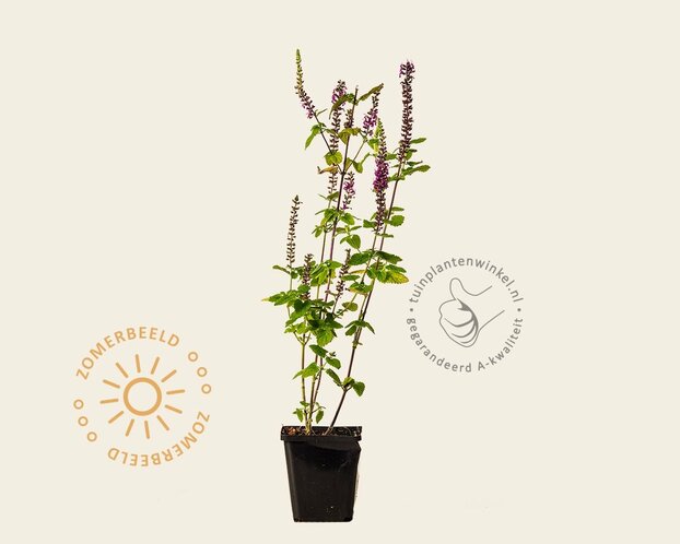 Teucrium hyrcanicum