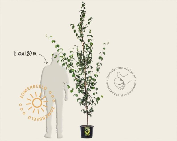 Cornus mas - beveerd