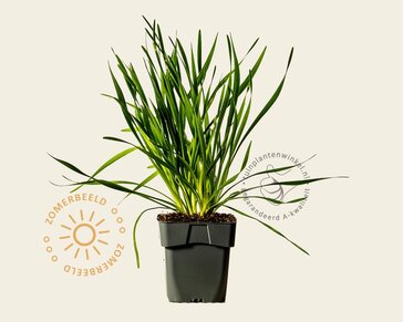 Allium 'Millenium'
