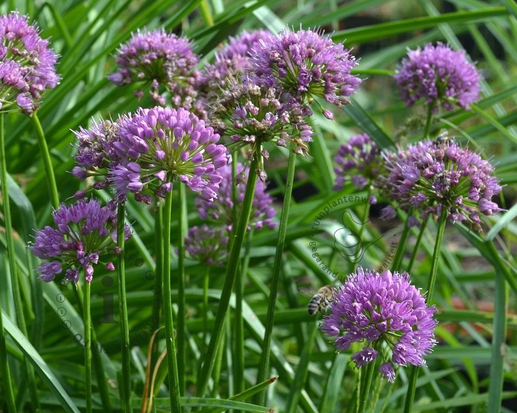 Allium 'Lavender Bubbles'