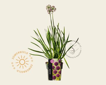 Allium 'Lavender Bubbles'