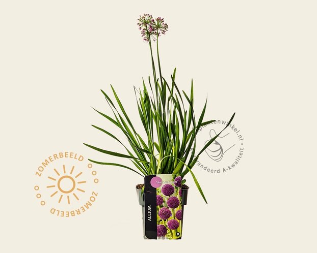 Allium 'Lavender Bubbles'