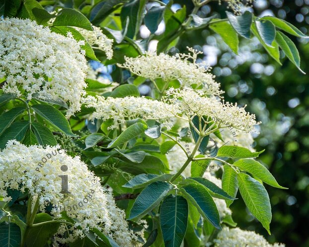 Sambucus nigra 'Haschberg'