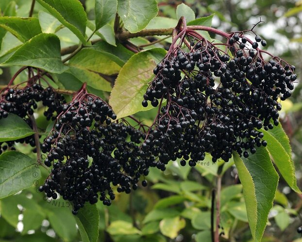 Sambucus nigra 'Haschberg'