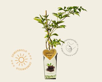 Sambucus nigra 'Haschberg' image