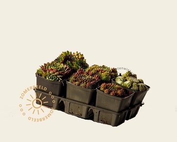 Sempervivum Mix - tray 6 stuks