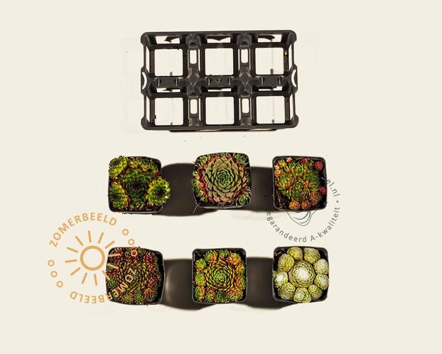 Sempervivum Mix - tray 6 stuks