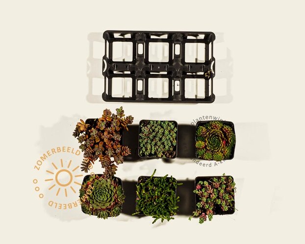Rotsplanten Alpine Mix - tray 6 stuks