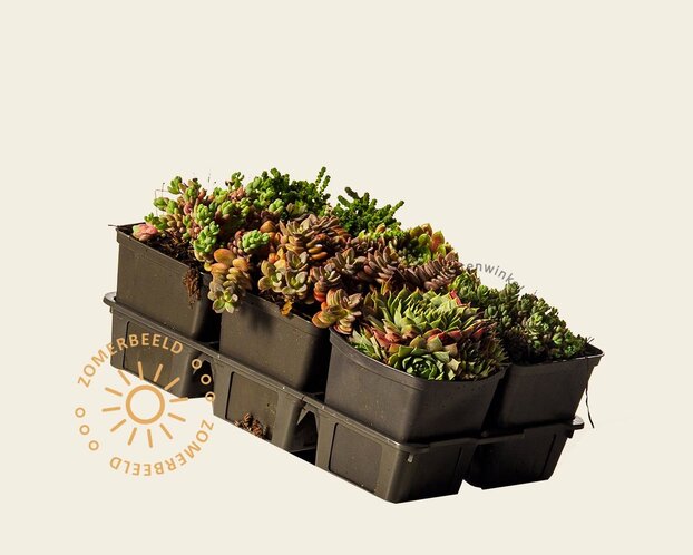 Rotsplanten Alpine Mix - tray 6 stuks
