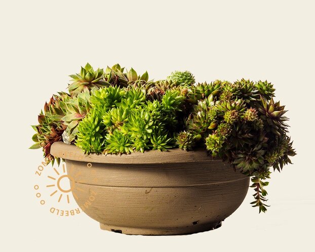 Sempervivum Mix - schaal